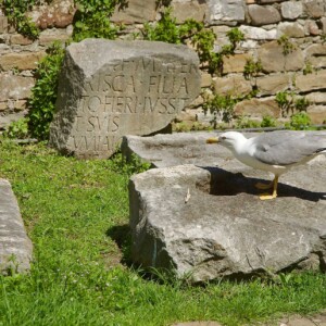 Un <i>corcal</i> – ovvero un “gabbiano” nel dialetto di Grado immortalato dal poeta Biagio Marin – sfiora una lapide romana. Un’immagine simbolo di un’isola pregna di natura, storia, spiritualità e poesia.