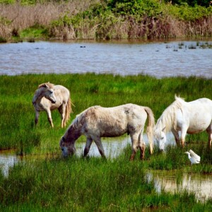 Cavalli liberi di razza Camargue nella Riserva della Foce dell'Isonzo-Isola della Cona.