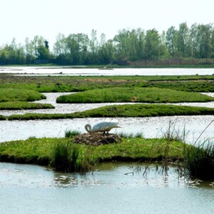 Cigni nidificanti nella Riserva della Foce dell'Isonzo-Isola della Cona.