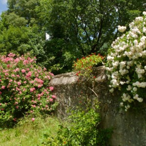 I magnifici roseti della villa della contessa Lyduska de Nordis Hornik.